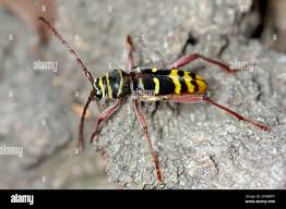 Attēlu rezultāti vaicājumam “Plagionotus detritus”