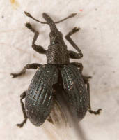 Attēlu rezultāti vaicājumam “Apionidae”