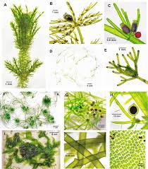 Attēlu rezultāti vaicājumam “Chaetophora pisiformis”