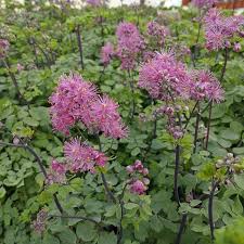 Attēlu rezultāti vaicājumam “Thalictrum aquilegifolium”