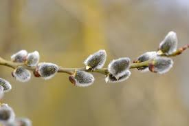 Attēlu rezultāti vaicājumam “Salix caprea bud”