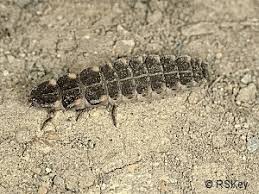 Attēlu rezultāti vaicājumam “Lampyris noctiluca larva”