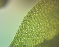 Attēlu rezultāti vaicājumam “Hygroamblystegium varium sporophyte”