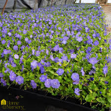 Attēlu rezultāti vaicājumam “Vinca minor”