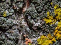 Attēlu rezultāti vaicājumam “Erythricium aurantiacum”