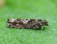 Attēlu rezultāti vaicājumam “Epinotia immundana”