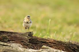 Attēlu rezultāti vaicājumam “Motacilla alba juvenile”