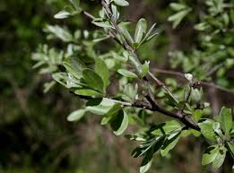 Attēlu rezultāti vaicājumam “Lycogala botrydium sessile”