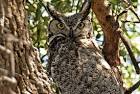 San Bernardino Birds - San Bernardino - U.S. Fish and Wildlife Service