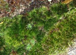 Attēlu rezultāti vaicājumam “Dicranodontium denudatum”