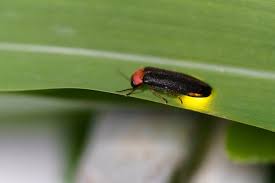 Attēlu rezultāti vaicājumam “Lampyridae”