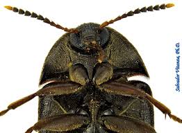 Attēlu rezultāti vaicājumam “Tetratomidae”