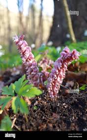 Attēlu rezultāti vaicājumam “Lathraea squamaria flower”