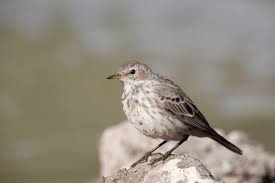 Image result for Anthus spinoletta