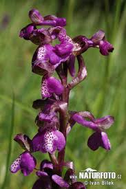 Attēlu rezultāti vaicājumam “Orchis morio”