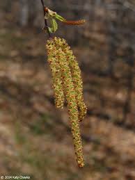 Attēlu rezultāti vaicājumam “Betula papyrifera”