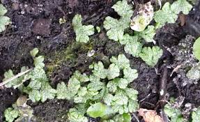 Attēlu rezultāti vaicājumam “Riccia rhenana”