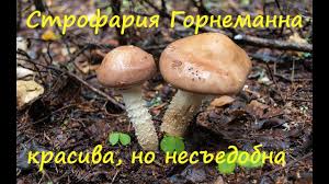 Attēlu rezultāti vaicājumam “Stropharia hornemannii”