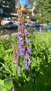 Attēlu rezultāti vaicājumam “Galega orientalis bud”