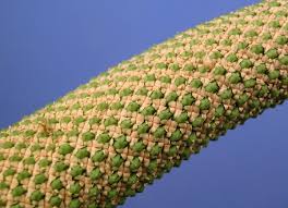 Attēlu rezultāti vaicājumam “Acoraceae”