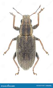 Attēlu rezultāti vaicājumam “Sitona sp.”