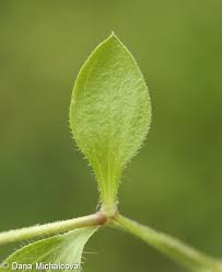 Attēlu rezultāti vaicājumam “Moehringia trinervia”