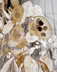Image result for Lunaria annua