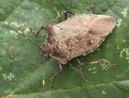 Attēlu rezultāti vaicājumam “Troilus luridus”