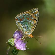 Attēlu rezultāti vaicājumam “Argynnis adippe”