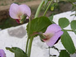 Attēlu rezultāti vaicājumam “Pisum sativum flower”