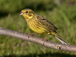 Attēlu rezultāti vaicājumam “Emberiza citrinella”