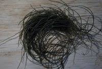 Attēlu rezultāti vaicājumam “Lemanea fluviatilis”