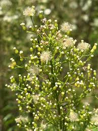 Attēlu rezultāti vaicājumam “Erigeron canadensis”