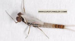 Attēlu rezultāti vaicājumam “Blepharidopterus angulatus imago”