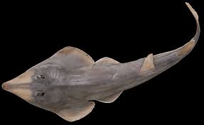 Image result for Rhinobatos rhinobatos