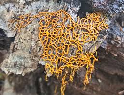 Attēlu rezultāti vaicājumam “Hemitrichia leiotricha”