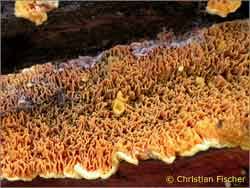 Attēlu rezultāti vaicājumam “Pseudomerulius aureus”