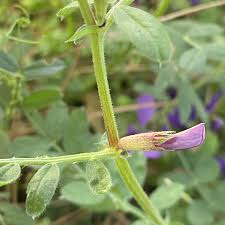 Attēlu rezultāti vaicājumam “Vicia angustifolia”