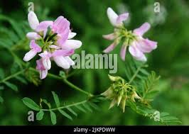 Attēlu rezultāti vaicājumam “Astragalus danicus leaf”