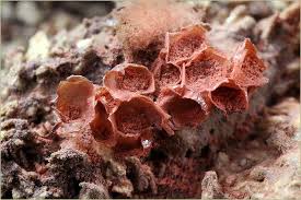 Attēlu rezultāti vaicājumam “Heterotrichia oerstedii (syn. Arcyria oerstedii)”