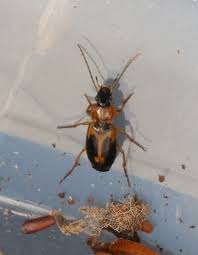 Attēlu rezultāti vaicājumam “Badister bullatus”