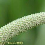 Attēlu rezultāti vaicājumam “Acorus calamus fruit”