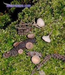 Attēlu rezultāti vaicājumam “Ciboria amentacea”