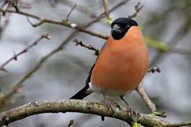 Attēlu rezultāti vaicājumam “Pyrrhula pyrrhula male”