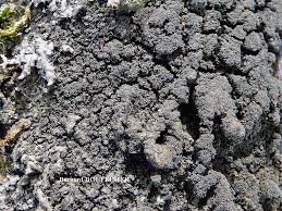 Attēlu rezultāti vaicājumam “Parmeliella triptophylla”