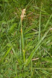 Attēlu rezultāti vaicājumam “Carex caryophyllea flower”