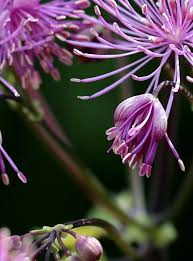 Attēlu rezultāti vaicājumam “Thalictrum aquilegifolium bud”