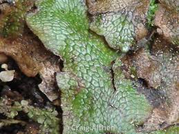 Attēlu rezultāti vaicājumam “Conocephalum salebrosum”