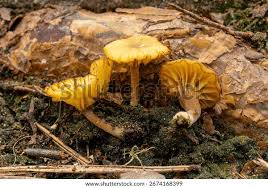 Attēlu rezultāti vaicājumam “Lichenomphalia umbellifera”