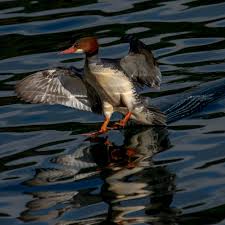 Attēlu rezultāti vaicājumam “Mergus merganser female”